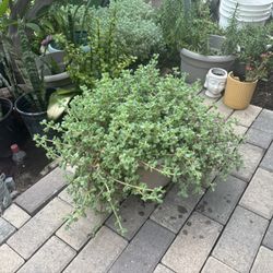 Large Ice Plant