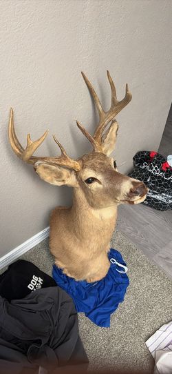 Deer head