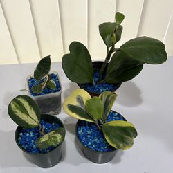 4 Varieties Of Hoya $50