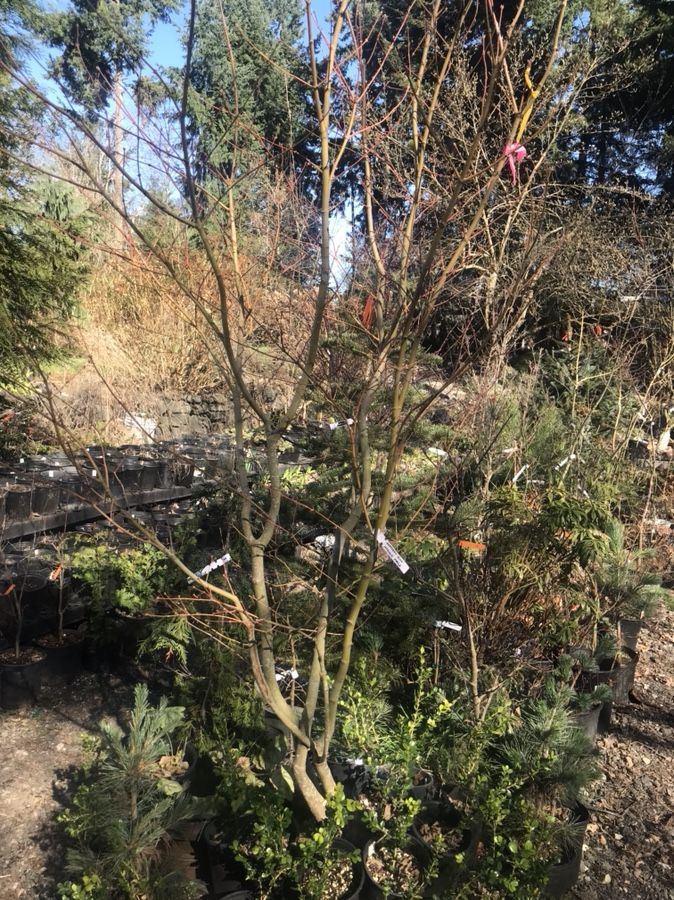 HUGE 10-ft Japanese maple (Northern Glow)