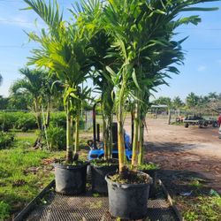 Spectacular Christmas Palms!!! 6 Feet Tall!!! Best Quality 