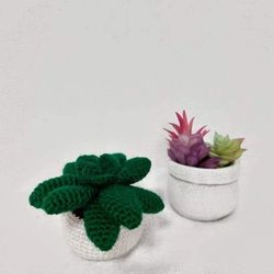 Small Succulent 