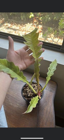 Philodendron Ring Of Fire
