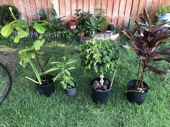 Aguacate Y Plantas Decorativas