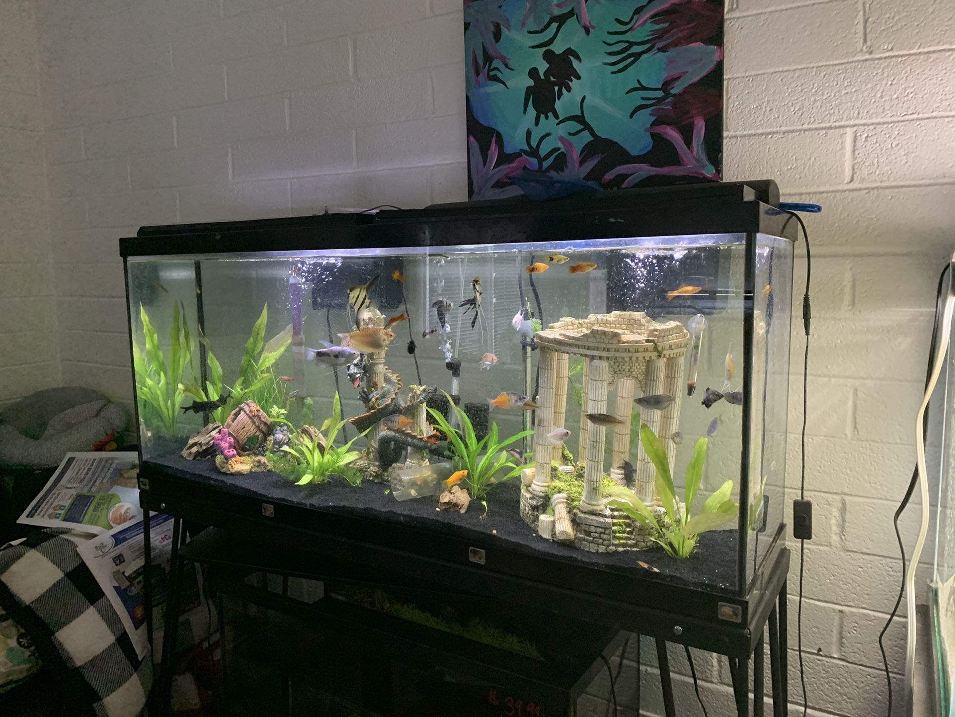 55 Gallon Fish Tank