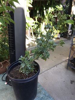 Plantas De Ruda