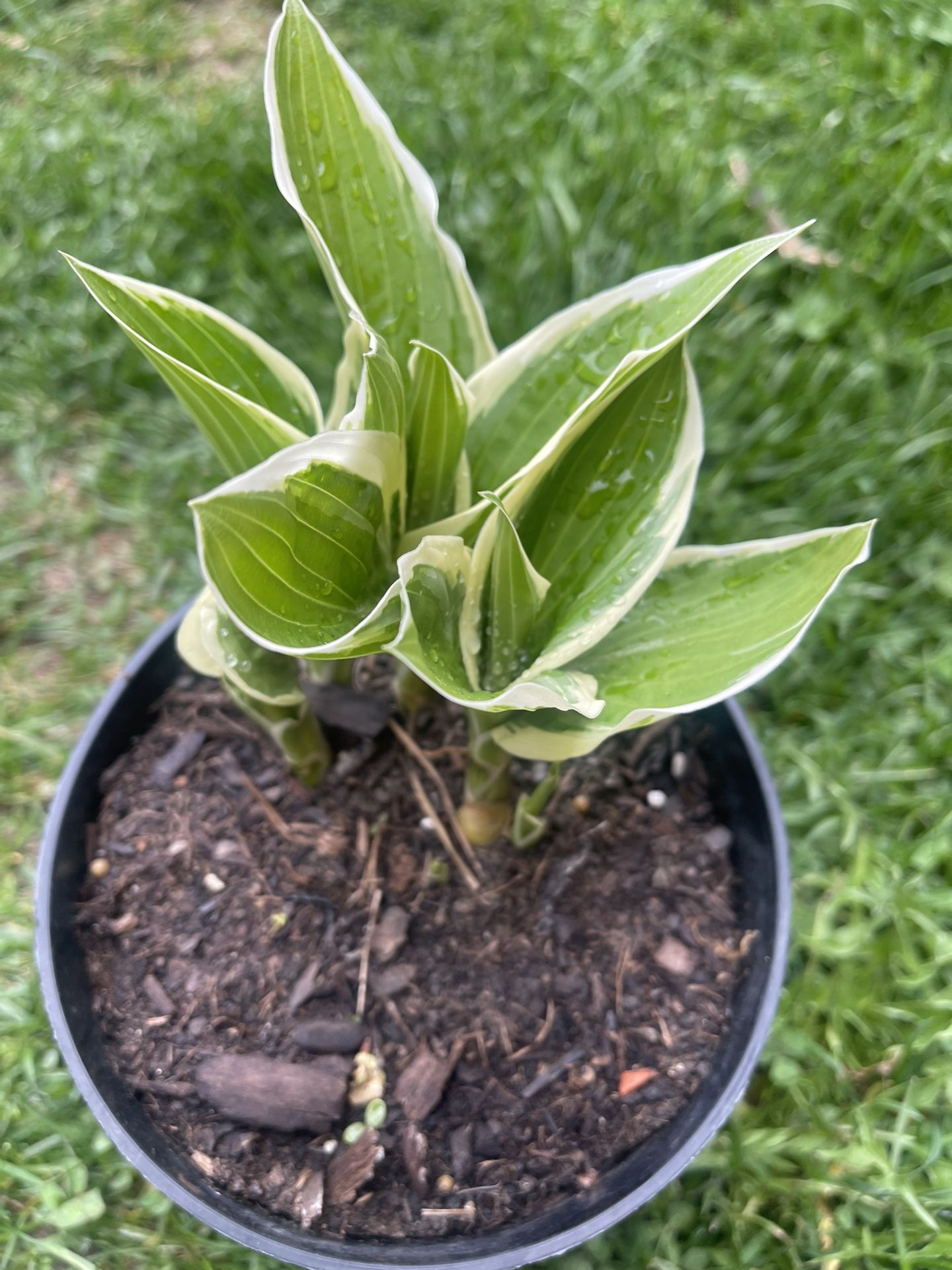 Hosta Plants 🪴