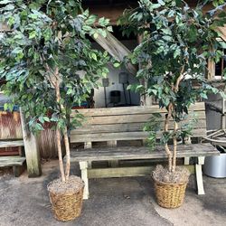 Artificial Ficus Trees