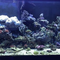 Saltwater Aquarium Complete Setup  