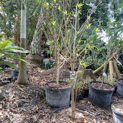 Peach Trees Sale‼️25gl🌳$200