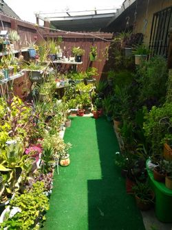 Lots of plants