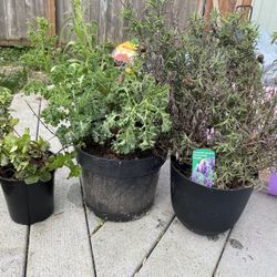 Mint , Lavender , Kale Plants 