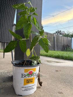 Long Chinese  Pole beans