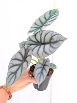 Alocasia Baginda Silver Dragon Plant 4" Pot - Indoor House Plants