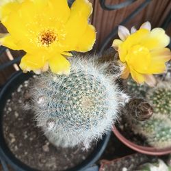 Cactus plant.
