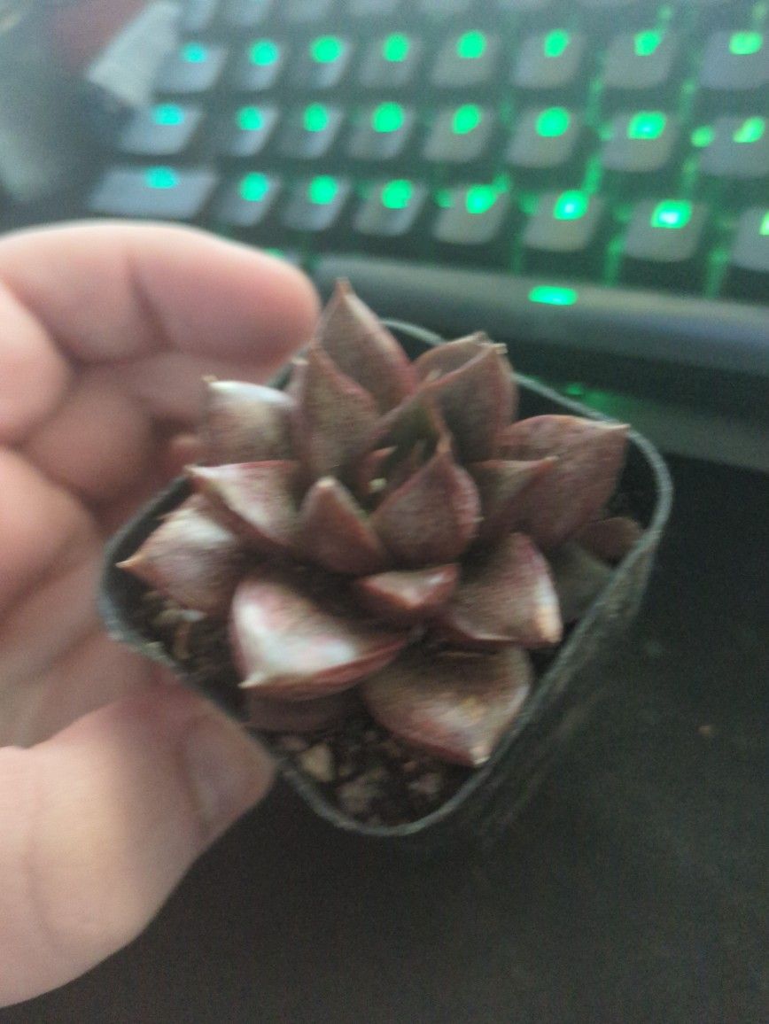 Succulent Houseplants In 2inch Pots