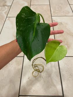 Monstera mint white monster cutting