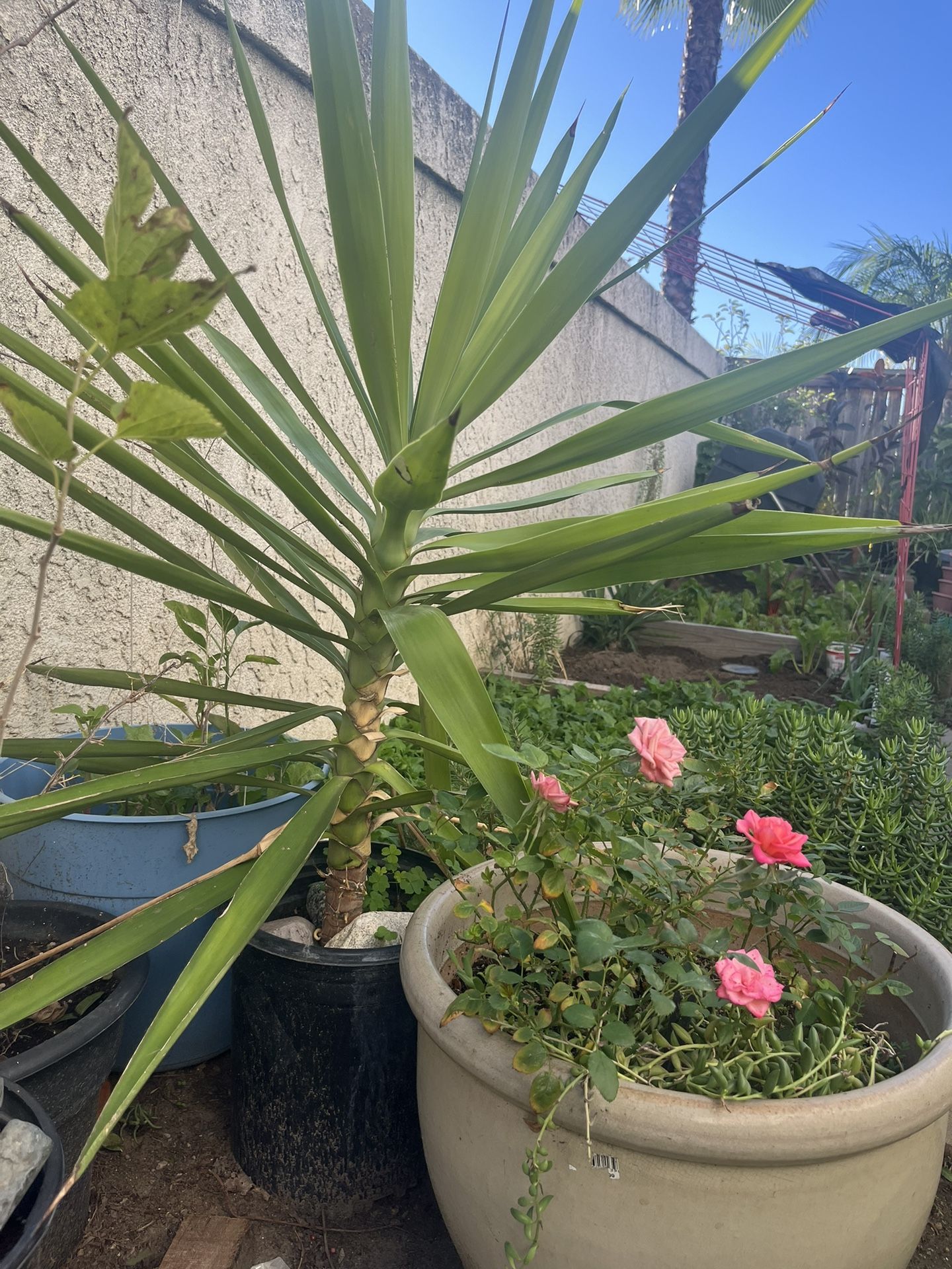 Spineless Yucca plant