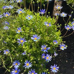 🚨 Flowering Perennials
