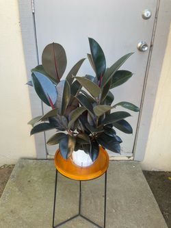 Ficus Elastica Burgundy Rubber Tree House Plant 6” Pot