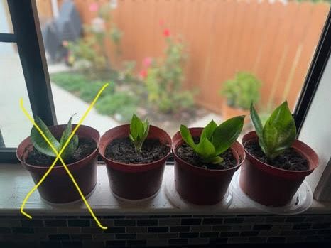 Home Grown Snake Plants