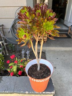 Succulent plant