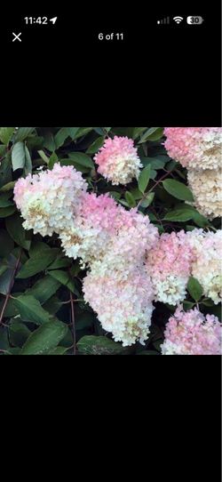 Hydrangea paniculata