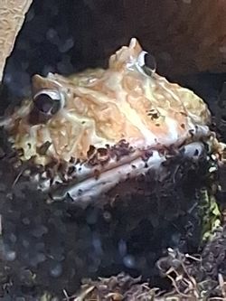Enclosure For PikachuPack man Frog