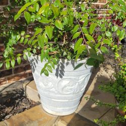 XLARGE 3FT  HEAVY CEMENT POT - WITH LIVE PLANT