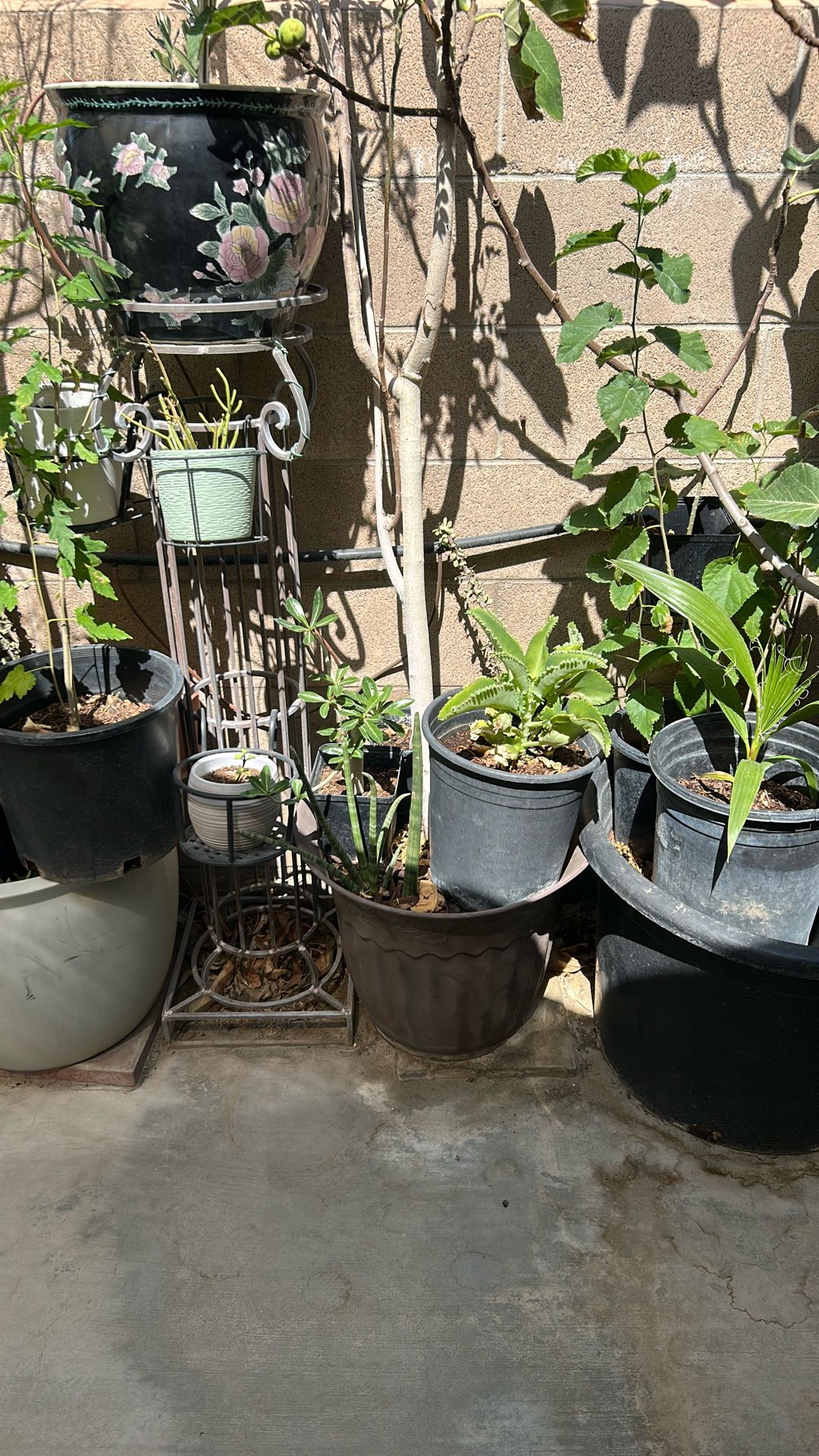 Moringa Tree
