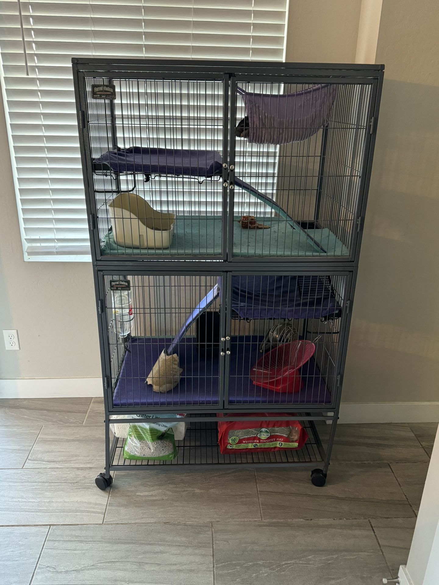Chinchillas and Cage