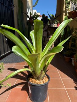 Large Variegated Green Bromeliad Plant