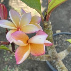 Plumerias