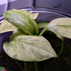 Anthurium Vittarifolium Variegated 