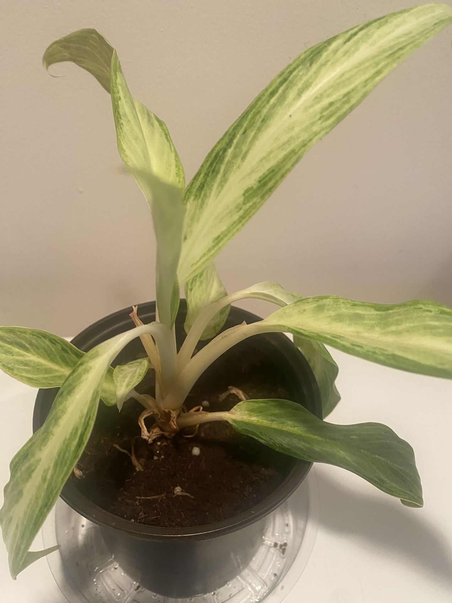 Aglaonema lemon lime plant in 5” pot