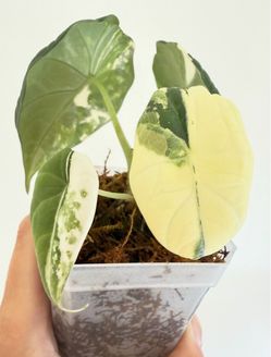 Alocasia Maharani Albo exact plant