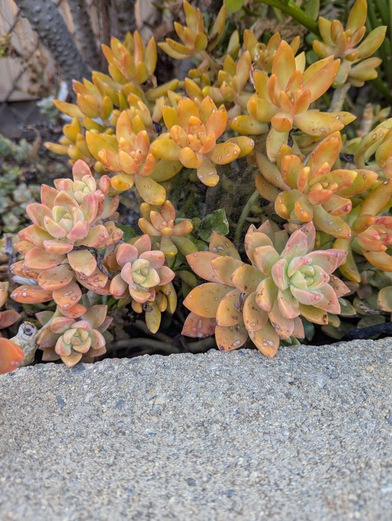 $1 Succulent Clipping