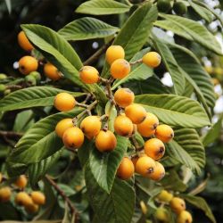 Flowering LOQUAT Fruit Tree