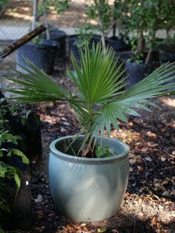 European Fan Palms