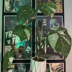 Monstera  Thai Constellation