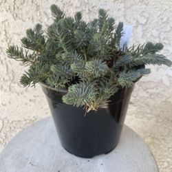 1.5 Gallon Pot Succulent Plant - Sedum Sediforme - Turquoise Tails - Rooted & Established Plant - Drought Resistant 🪴