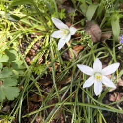Star of bethlehem Plant