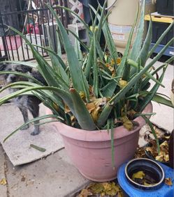 Aloe