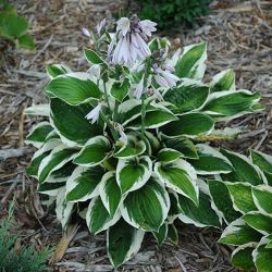 ‘Patriot Hosta’ Perennial Plants 
