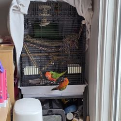 Big Bird Cage