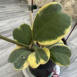 Hoya Kerrii Variegated Heart Plant