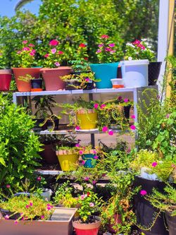 Venta de plantas naturales precios empezando desde $1 a $15 cada planta