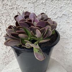 1.5 Gallon Pot Succulent Plant - Kleinia Petraea - Jade Trepador - Rooted & Established - Drought Resistant - 🪴