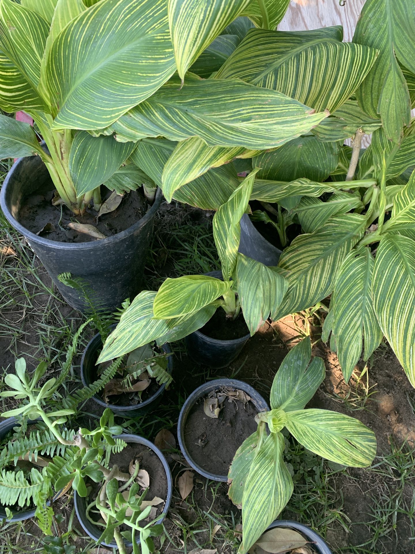 Plantas diferentes precios preguntar por precios