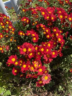 Daisy plant